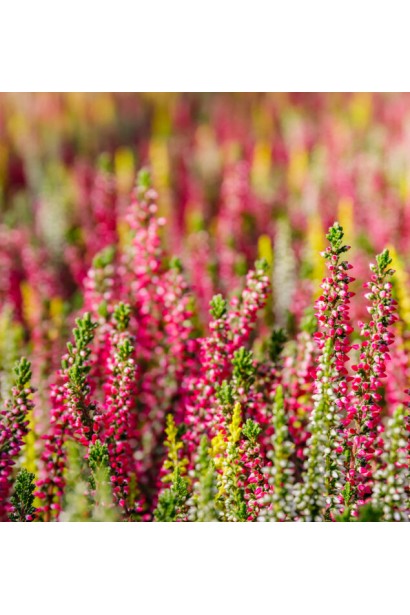 Вереск красный